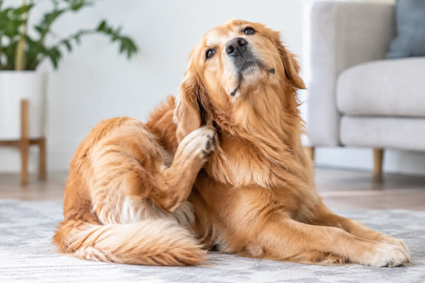 Why Is My Dog Itching? Causes and Next Steps