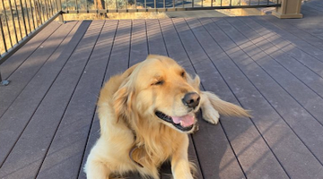 all-natural dog food in Oregon