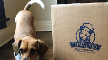 healthy dog food